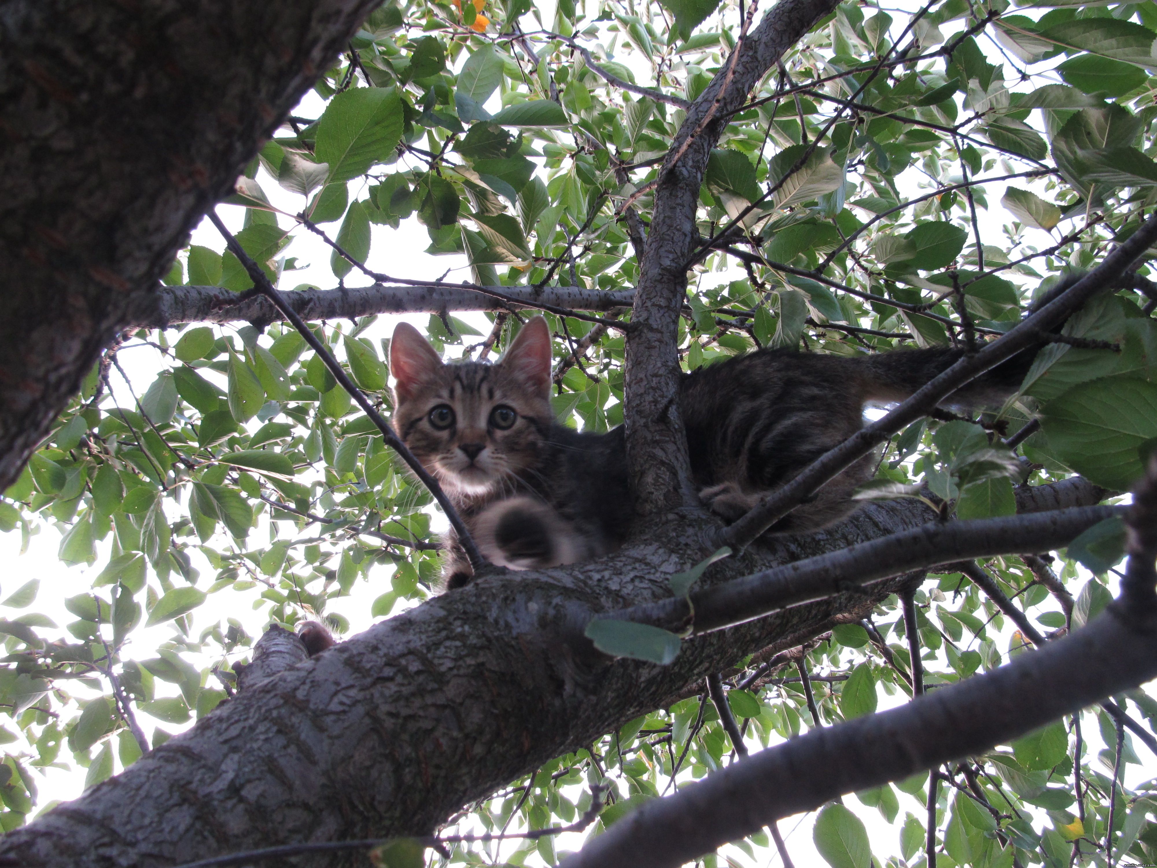 The kitten in the tree