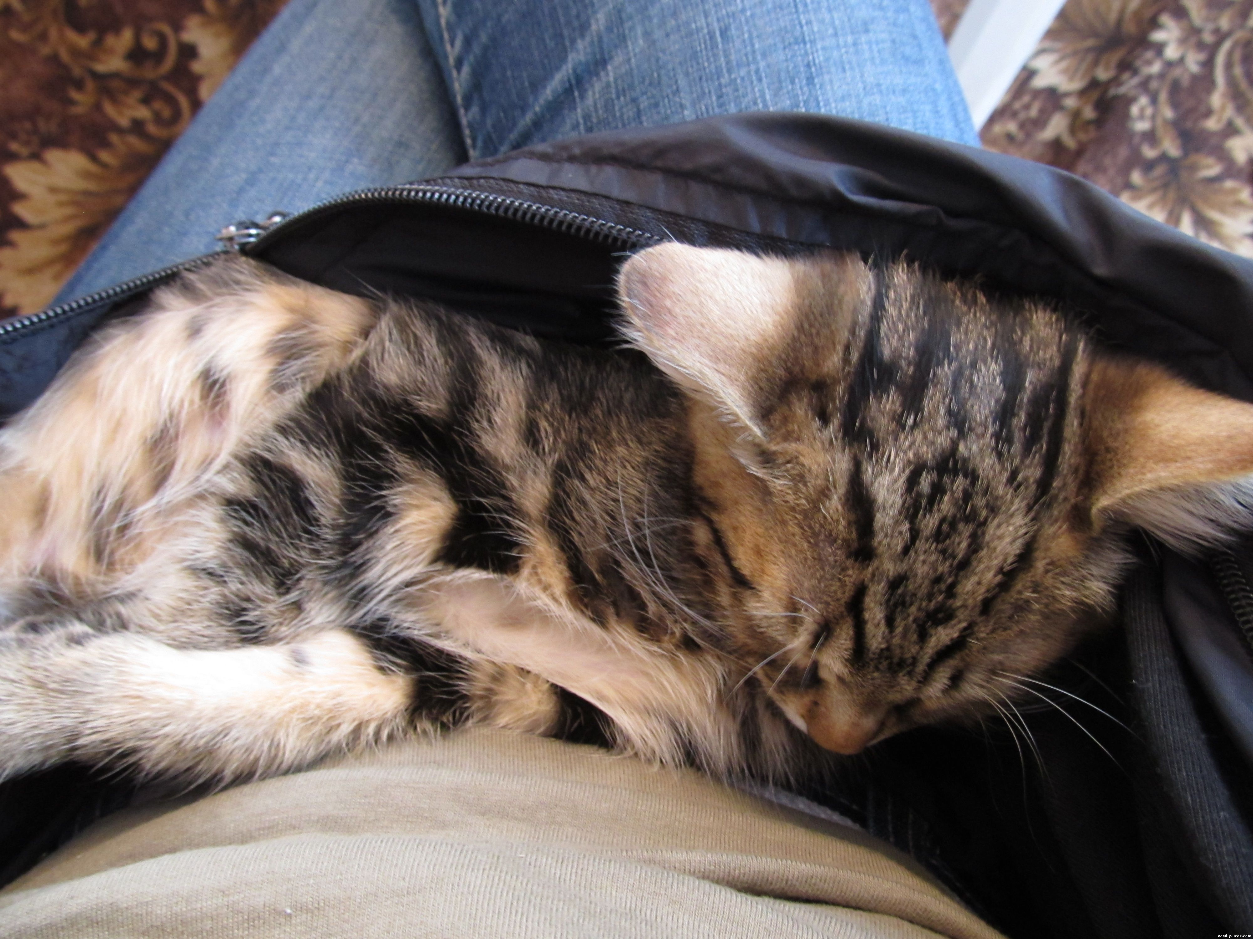A kitten is sleeping under coat