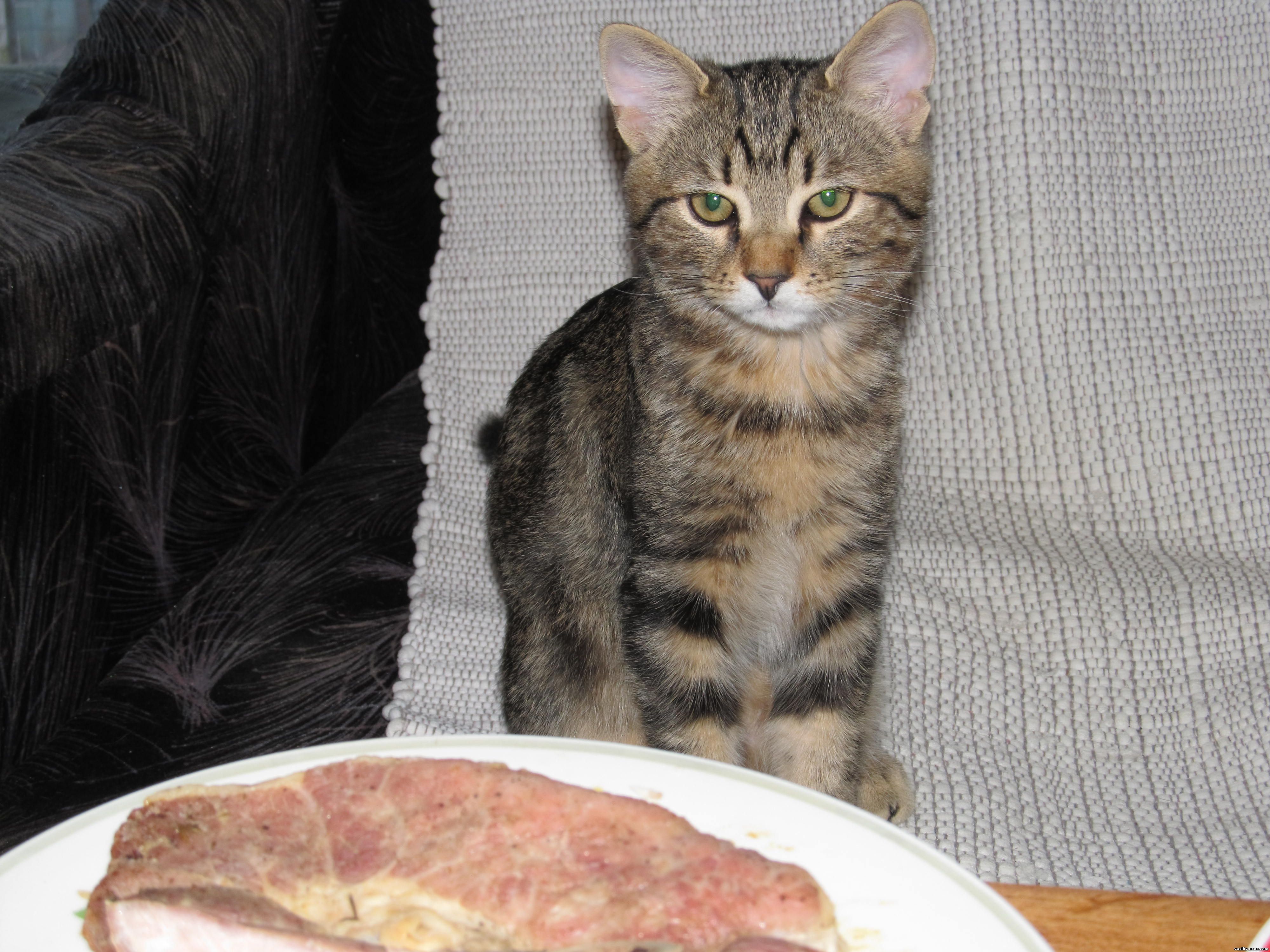 Cat and meat