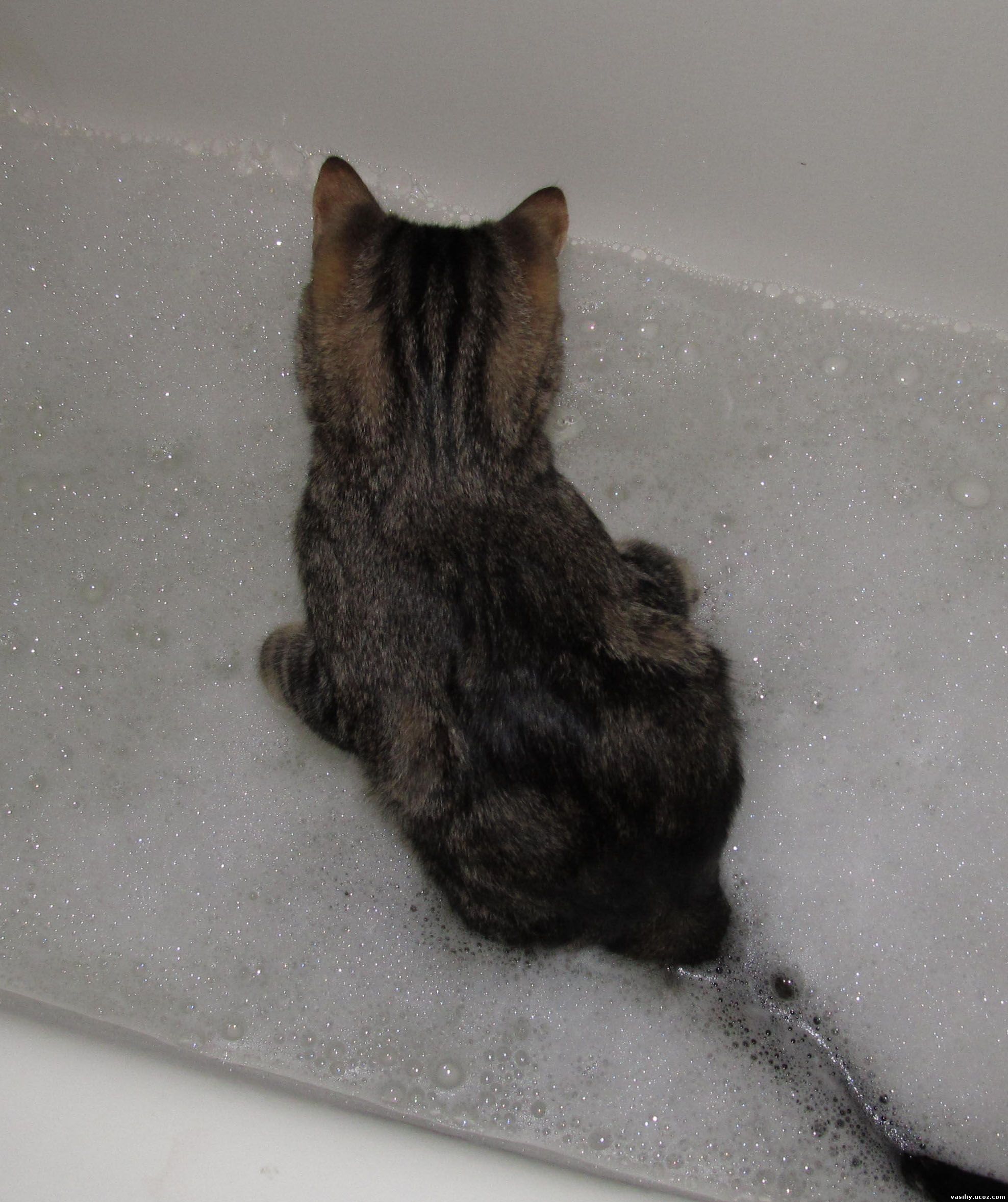 Tabby Cat Bathing