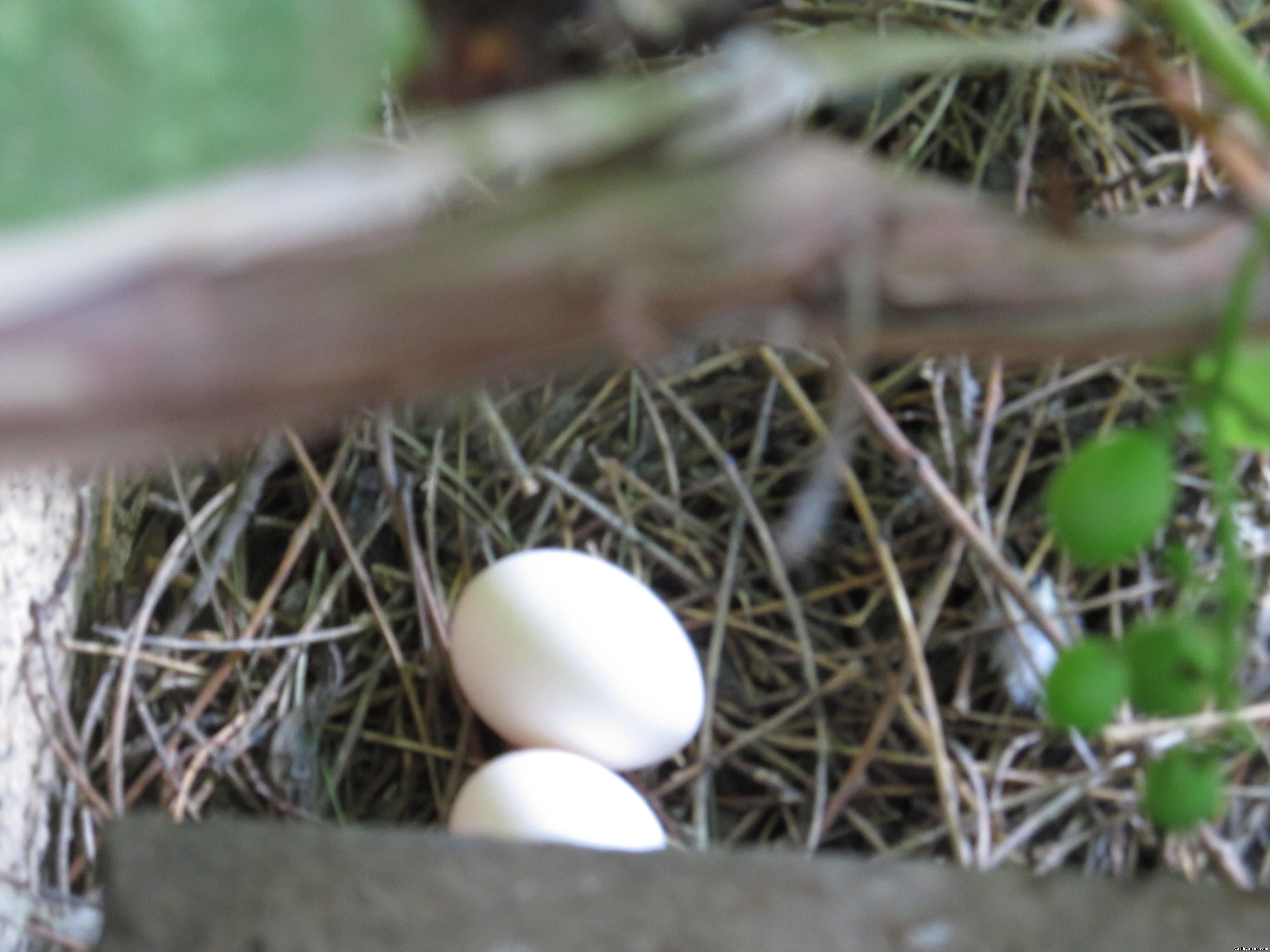 яйца, яйца в гнезде, голубиные яйца