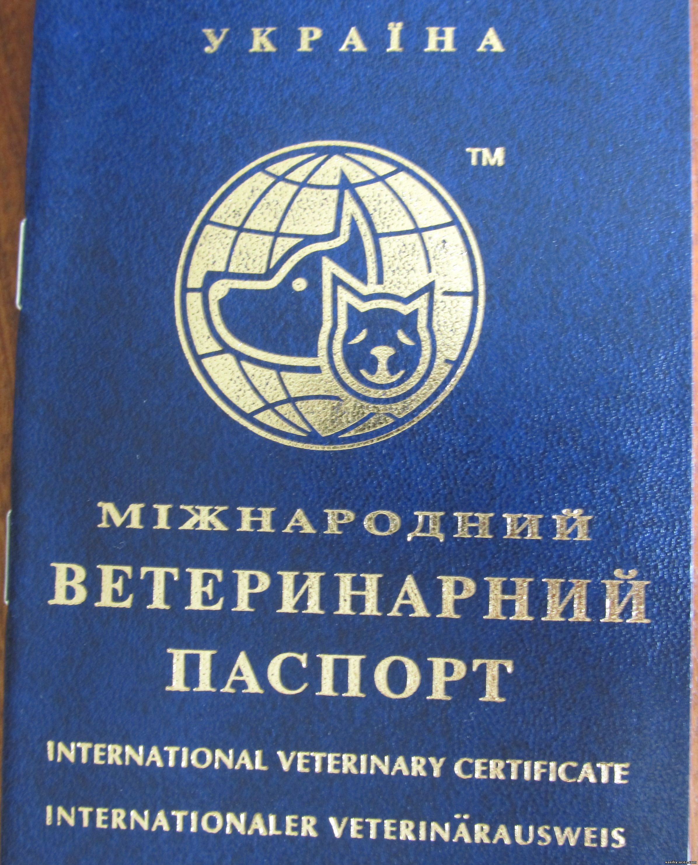 Паспорт международный кошачий