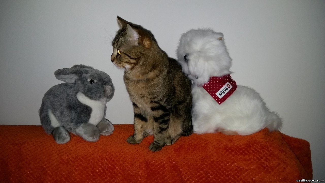 кот Василий, заяц и пес
