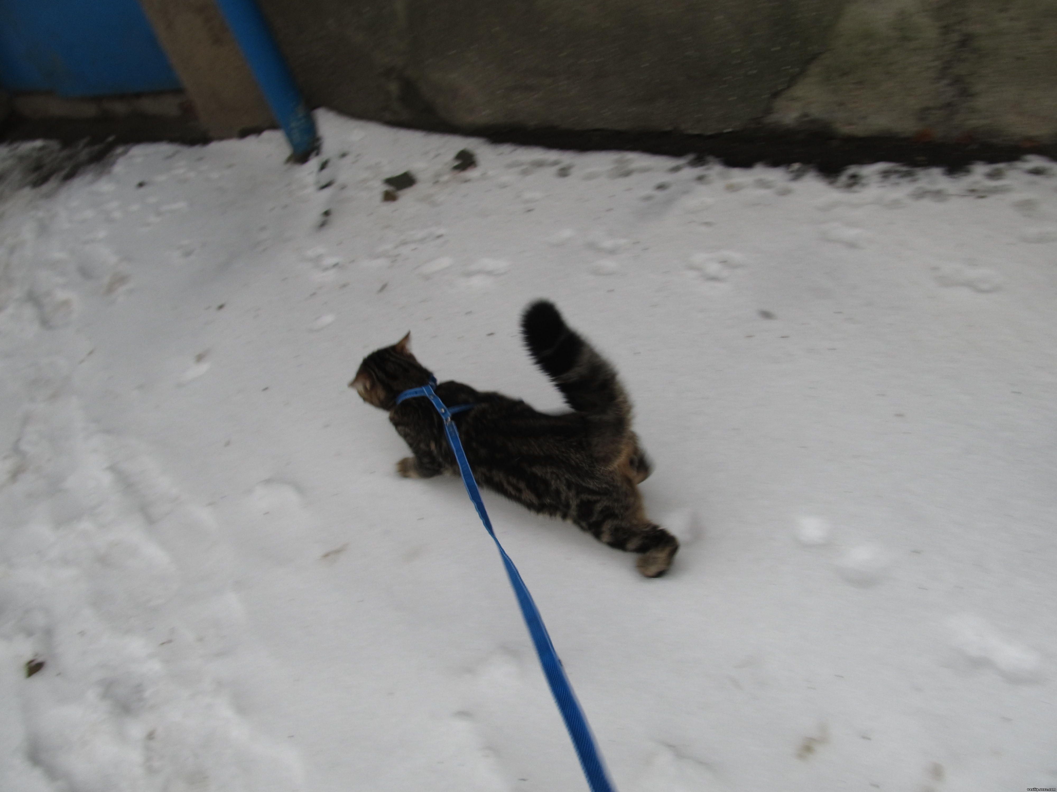 Василий - путь домой по снегу