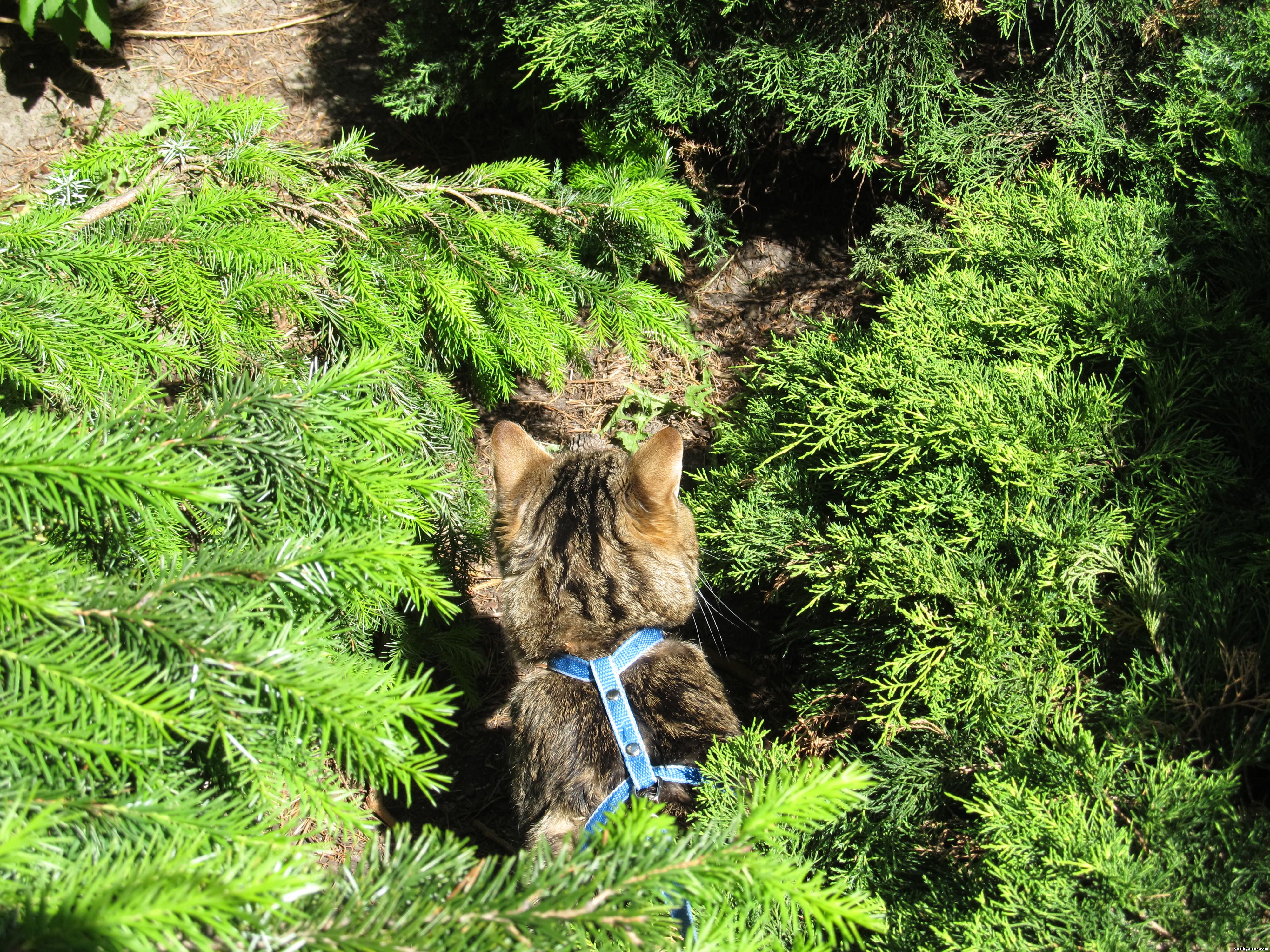 Кот в елках