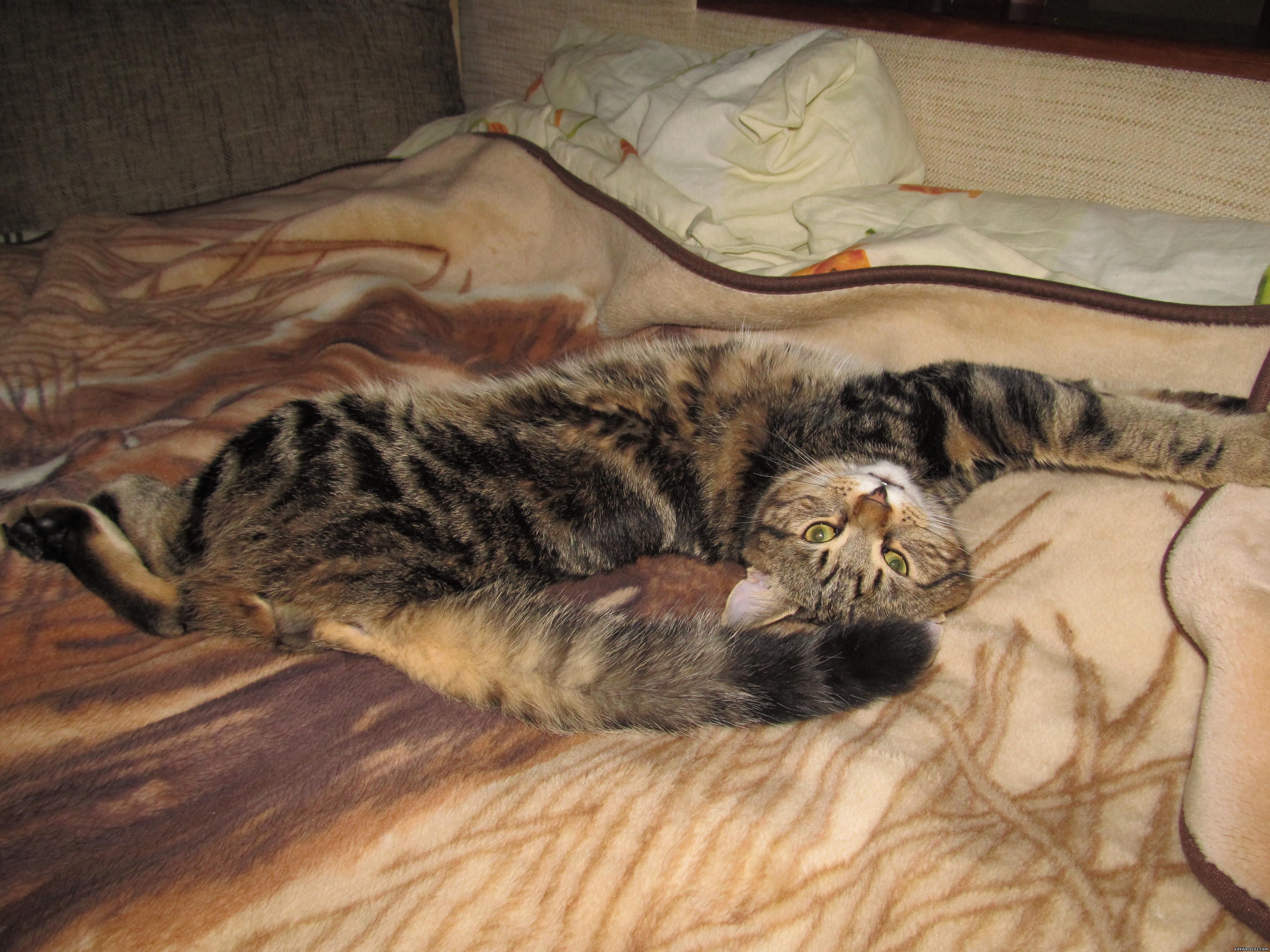 Кот Василий красиво лежит на диване, задрав хвост
