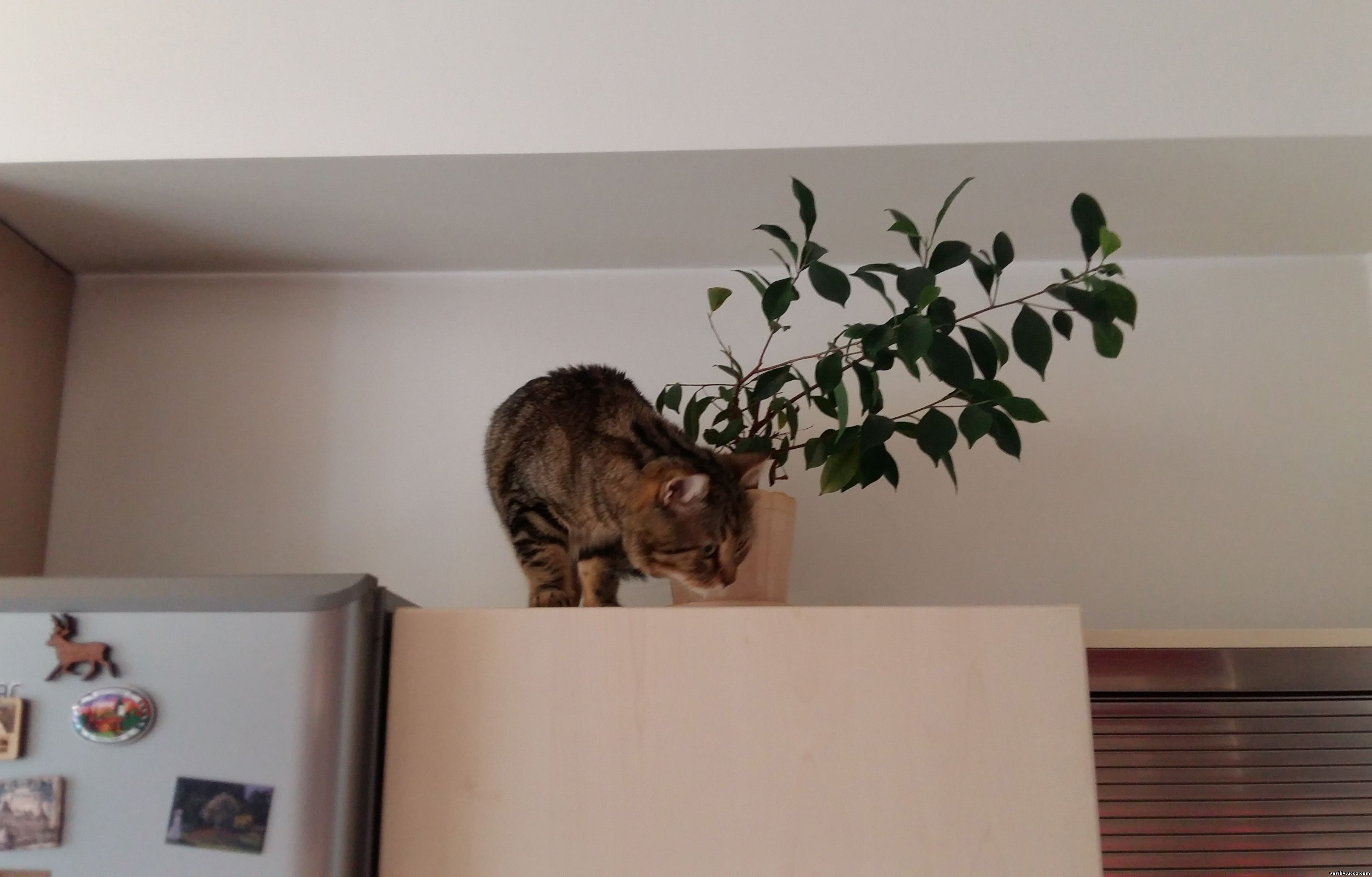 Кот Василий на холодильнике